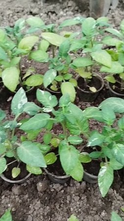 Помидоры с пятнистыми листьями 🍅🍅🍅
