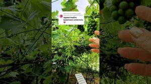 Сад огород дом у моря в Абхазии 2025