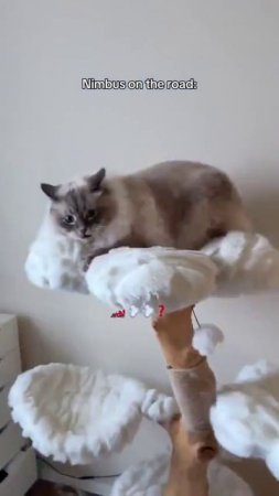 Милый котик???
