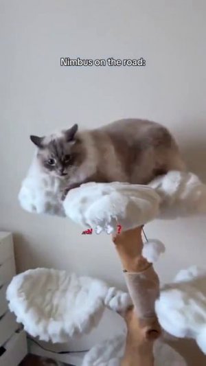 Милый котик???