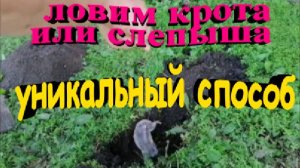 Как поймать крота или слепыша. Способ работает на все 100%