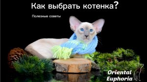 Вы загорелись покупкой котенка?
Вот вам советы, как правильно выбрать котенка