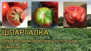 Шпаргалка по ТОМАТАМ: Болезни плодов и как их избежать! Трещины, гнили, желтые плечики
