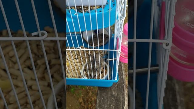 Уезжаем с хомяками.