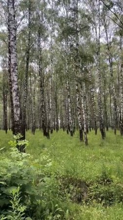 Березы, пение птиц