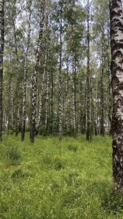 Летний лес. Птицы поют