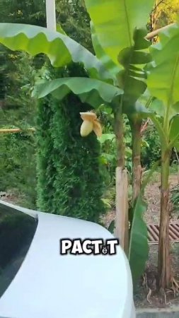 Лето, Сочи, бананы🍌🍌🍌
