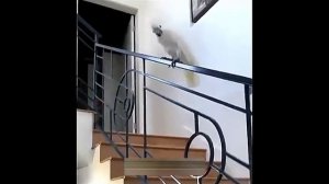 Всячинки