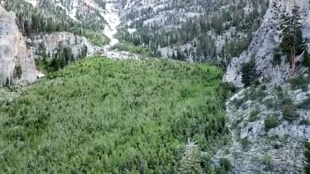 Успокаивающая камера: жуки в зеленом окружении
