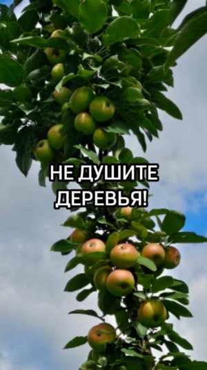 Обязательно сделайте это в саду ЛЕТОМ!