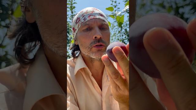 Пробую сорт алычи Евгения! Чавкаю!