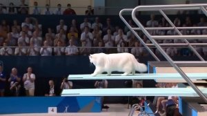 "Чемпионат мира по кошачьим прыжкам в воду"