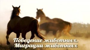 Миграции животных # 1. Происхождение и механизмы миграции животных