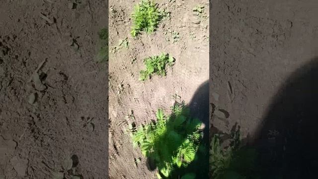 Колорадские жуки 🐞 обходят стороной мой картофель - в чём причина этого чуда? 🤔