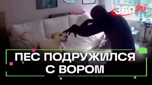 Пес подружился с вором во время ограбления: самое милое видео