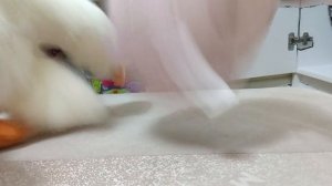 Бой хренобуса и гуся