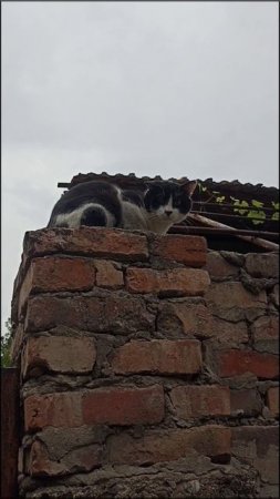 Просто суровый грузинский кот 😼