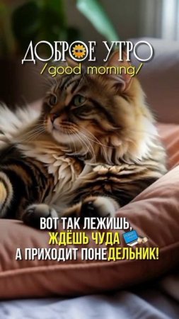 Доброе утро