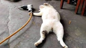 Приколы с котами! Смешные коты - Самые смешные животные С ОЗВУЧКОЙ! Ржака!!
