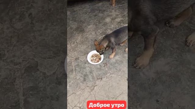 И так каждый день. Быть домашним так хорошо.Растем то есть. Щенок,брошенный около магазина