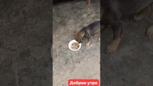 И так каждый день. Быть домашним так хорошо.Растем то есть. Щенок,брошенный около магазина