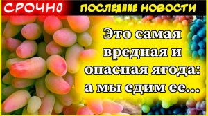 Это самая вредная и опасная ягода: а мы едим ее как деликатес, еще и детей все лето кормим