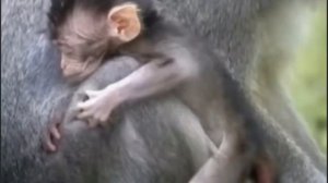 Детёныш макаки под бдительным присмотром    1000016905.mp4