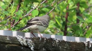 Птенец трясогузки 6 июня 2025