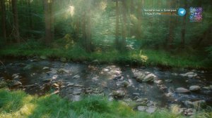 Прикасаясь к природе |Видео 4K (UHD)