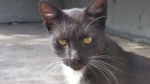 Котик Юноша.