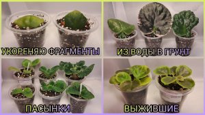 Укоренение фрагментов фиалок. Посадка черенков. Пасынки из теплички. Выжившие - эксперимент.