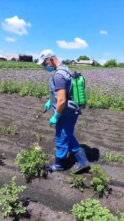 обработка картошки от жука, в средствах защиты.