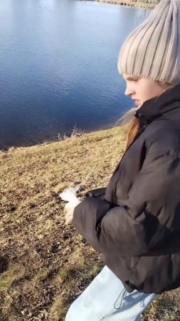 Кормим большого белого гуся с рук
