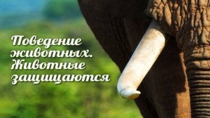 Животные защищаются # 6. Химическое оружие животных