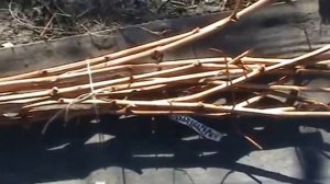 СЕКРЕТЫ ЗАГОТОВКИ ЧЕРЕНКОВ ВИНОГРАДА