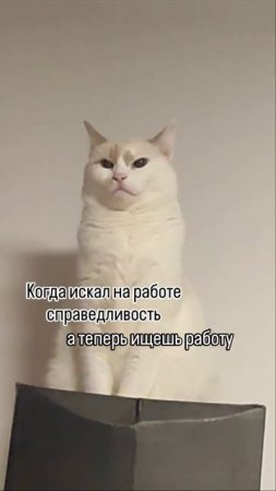 Цена справедливости