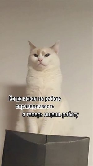 Цена справедливости