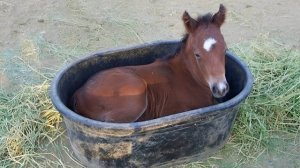 Интернет не может справиться с этими забавными лошадьми 🐴😁 Самые смешные видео с животными
