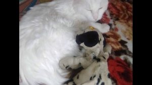 Котик из подъезда