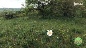 Крымское счастье Александра Конева