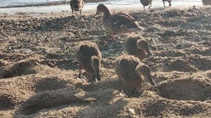 Кормим утят 🦆 хлебом - не проплывайте мимо! 😁 We feed ducklings with bread 🥪