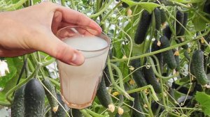 Подлила под Огурцы, Томаты, Перец и они сразу за неделю дали тонну урожая! Это невероятно!