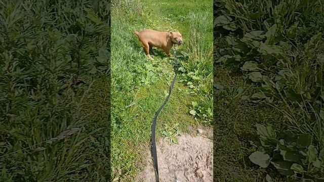 Вокер # Шереметьевский приют
