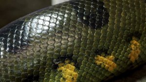 Ferdi Tayfur - Unutmak istiyorum