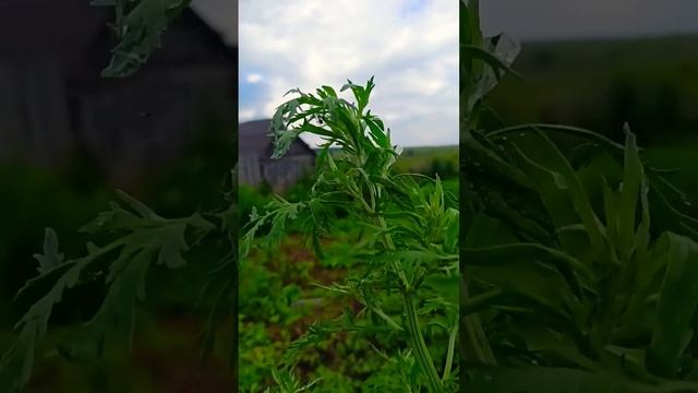 После дождичка.mp4
