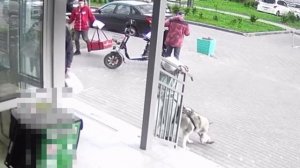 ‼️Под Солнечногорском хаски напала бездомного котенка, который жил у магазина‼️