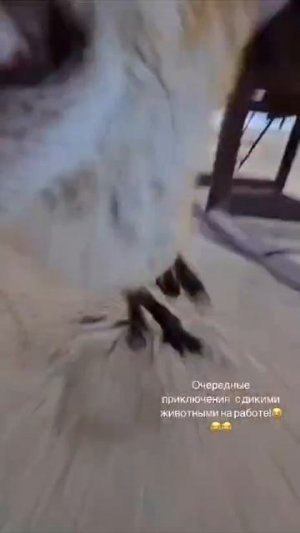 Лиса с айфоном