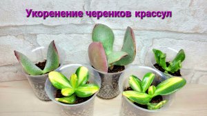 Укоренение черенков денежного дерева