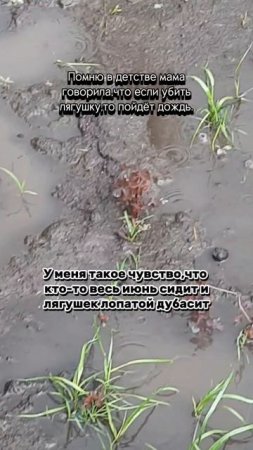 Дожди,дожди,дожди