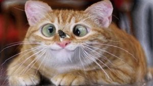 СМЕШНЫЕ КОТЫ 2025 ЛУЧШИЕ ПРИКОЛЫ С КОТАМИ, КОШКИ, КОТИКИ, СОБАЧКИ, СМЕШНОЕ ВИДЕО
